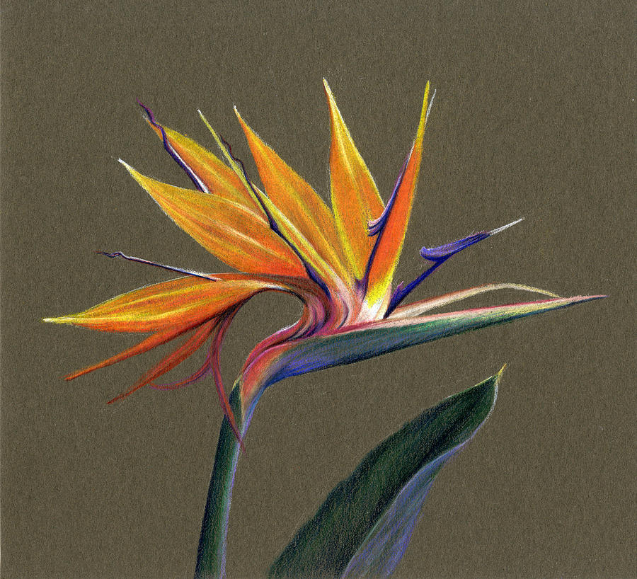 900x818 bird of paradise drawing - Bird Of Paradise Drawing