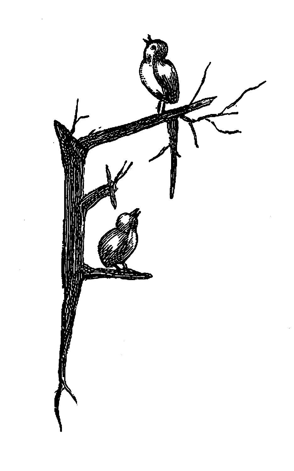 935x1500 digital stamp design digital bird artwork pencil drawing birds - Bird On Branch Drawing
