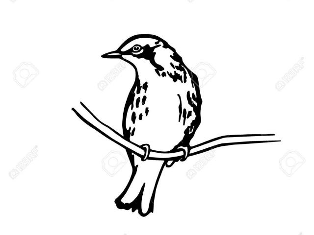 640x480 Free Drawn Bird, Download Free Clip Art - Bird On Branch Drawing