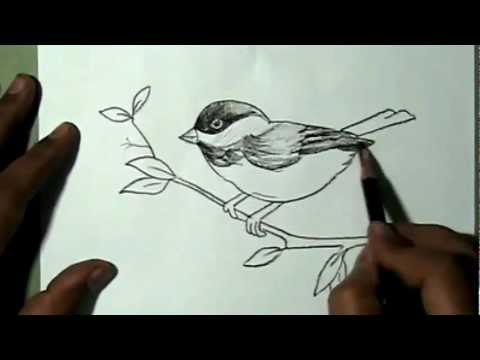 480x360 How To Draw A Beautiful Sparrow Sitting On Branch Yzarts - Bird On Branch Drawing