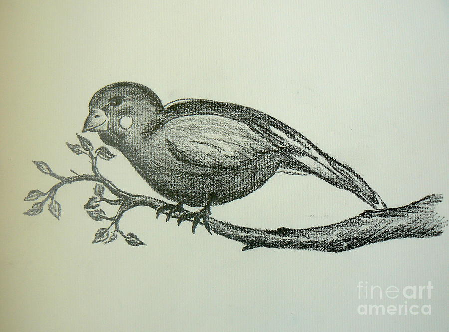 900x665 Bird On Branch Drawing - Bird On Branch Drawing
