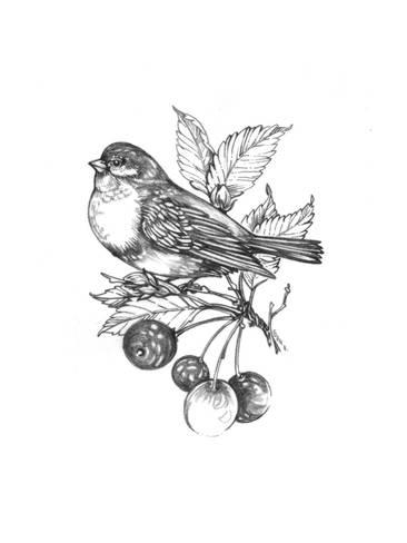 366x488 Line Drawing Of Bird On Branch With Leaves And Berries Posters - Bird On Branch Drawing