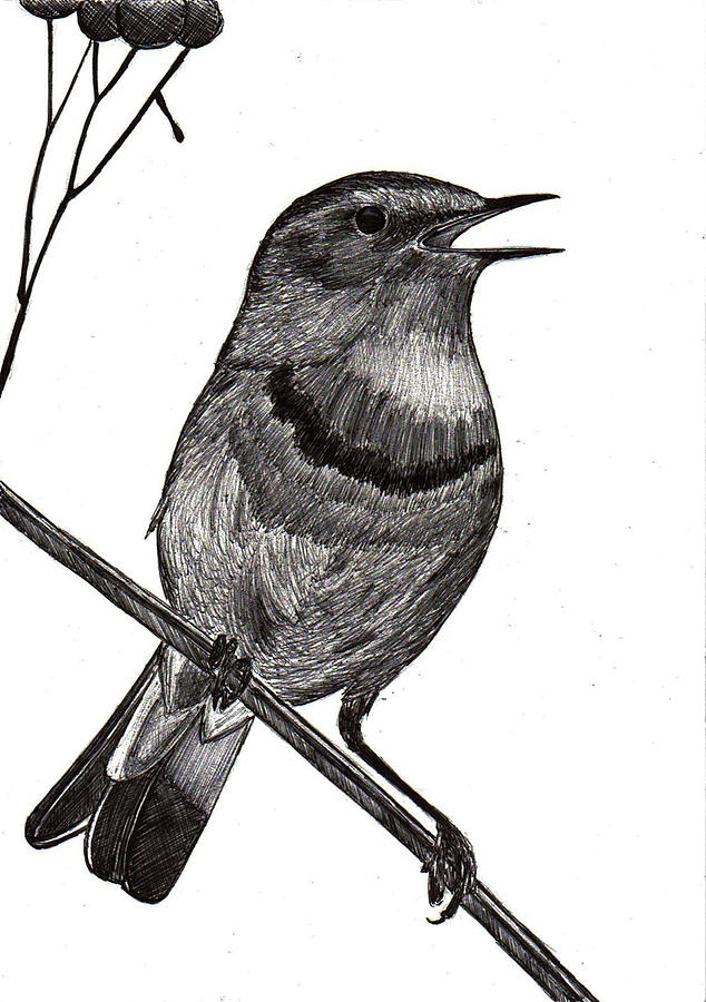 Bird On Branch Drawing at PaintingValley.com | Explore collection of ...