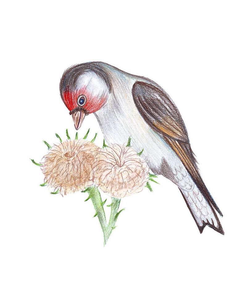 794x993 Painted Bird Branch Colored Pencils Drawing Art Bird Drawn Etsy - Bird On Branch Drawing