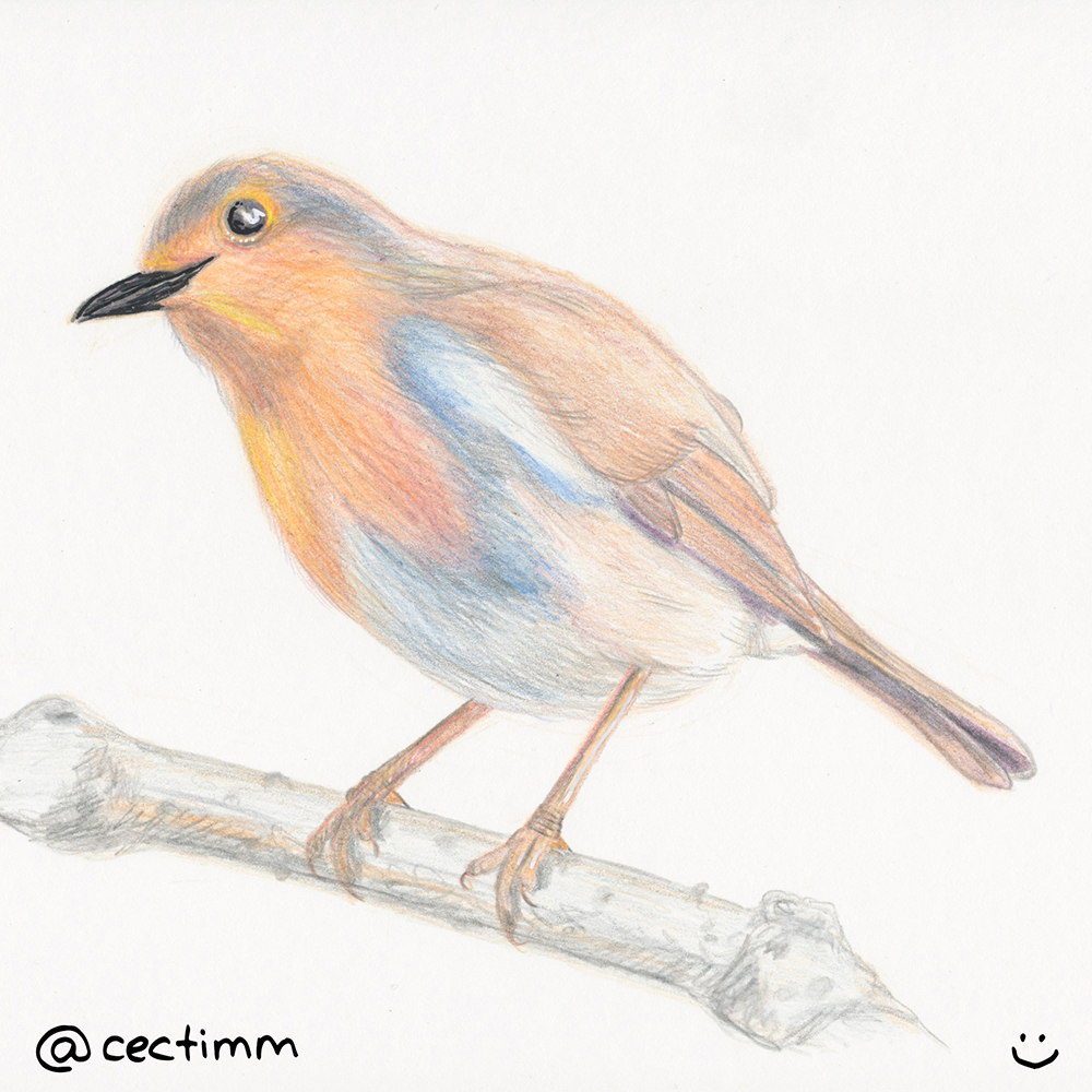 1000x1000 Bird On A Branch Archives - Bird On Branch Drawing