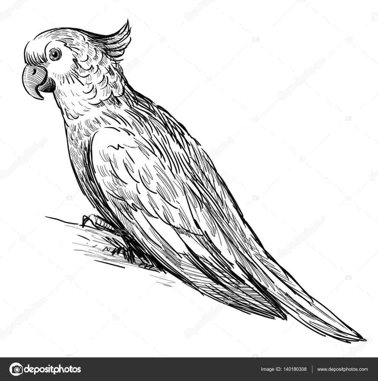 1264x1274 Of Free Branch Drawing Parrot Download On Ubisaferhubisafeorg - Bird On Branch Drawing