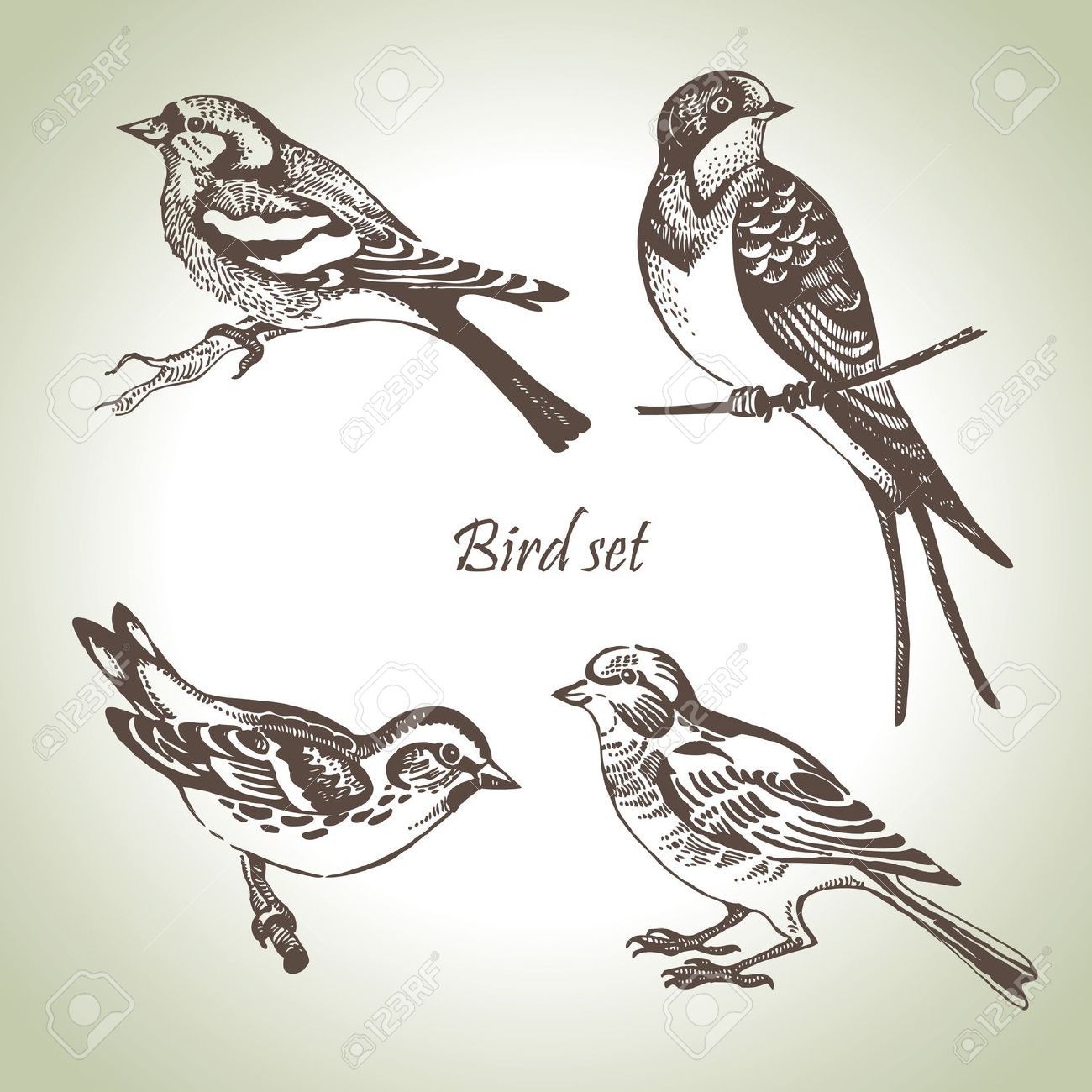 1300x1300 Two Birds On A Branch Drawing - Bird On Branch Drawing