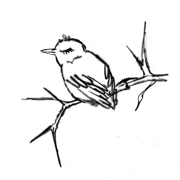 600x600 Bird And Branch Women White Tee Megan Lee Designs - Bird On Branch Drawing