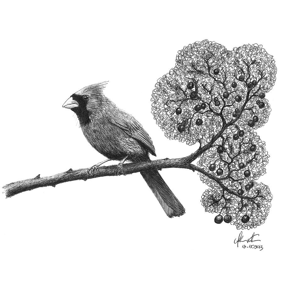 900x900 Cardinal Bird On Branch Drawing - Bird On Branch Drawing