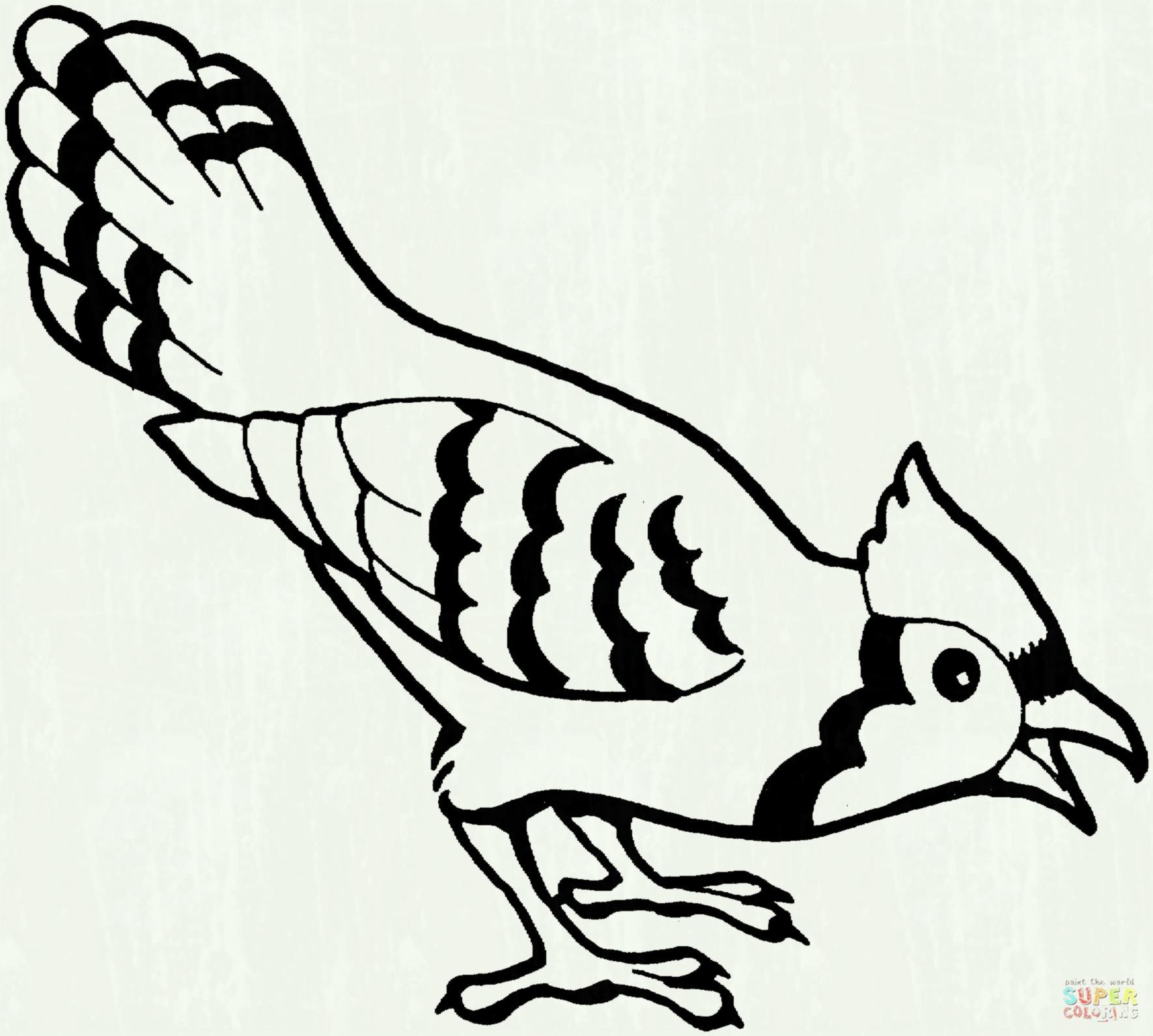 9100 Bird Outline Coloring Pages For Free