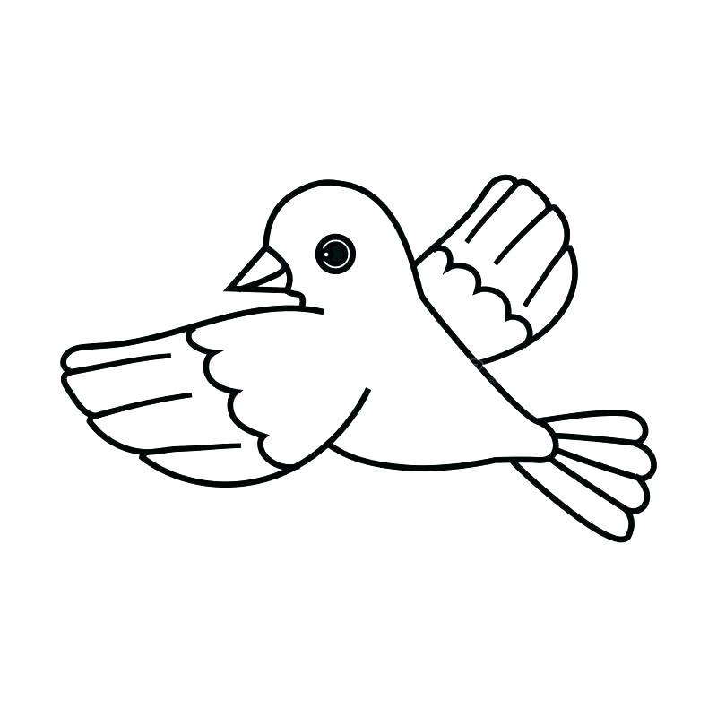 800x800 Line Drawing Of A Bird Flying Bird Outline Pictures - Bird Outline Drawing