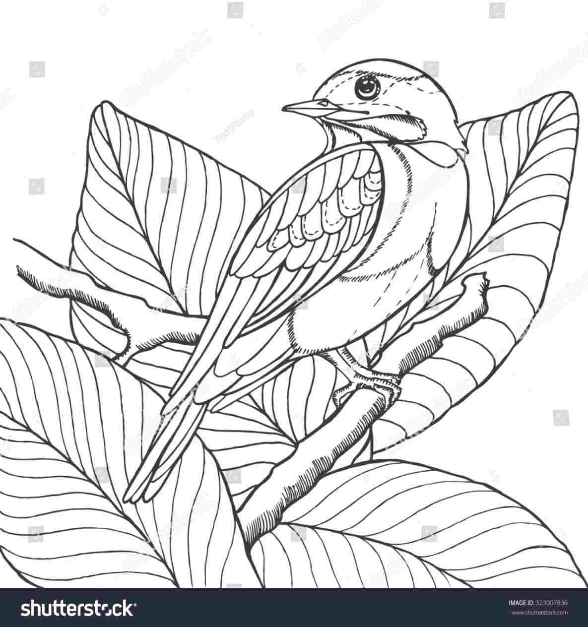 1185x1264 Pencil Sketch Birds Outline Drawing Images - Bird Outline Drawing