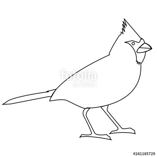 500x500 Animal Colorful Cardinal Bird Outline Drawing Stock Image - Bird Outline Drawing