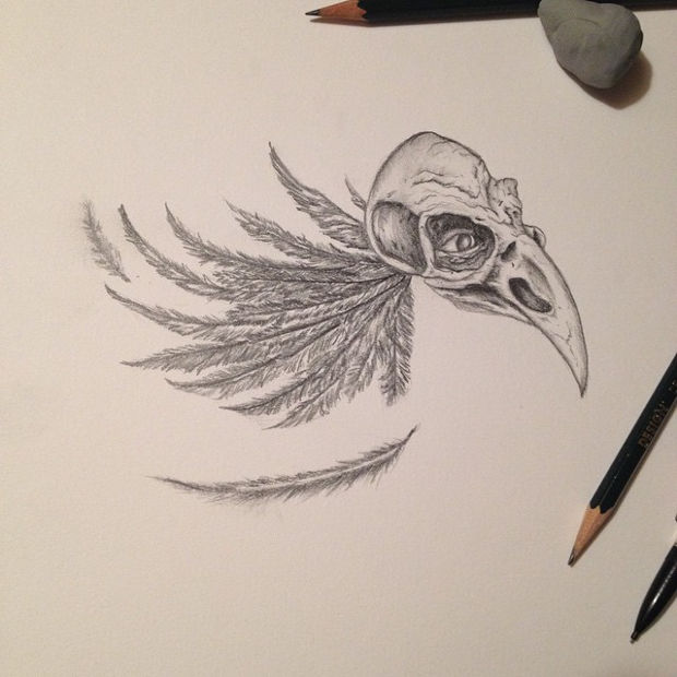 Bird Skull Drawing