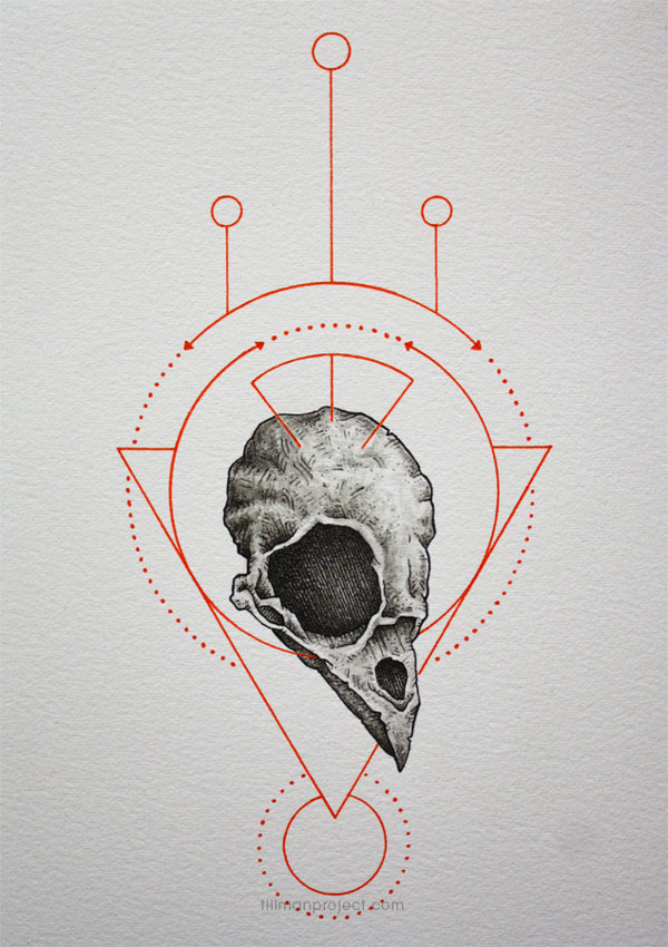600x850 Bird Skull Illustrations - Bird Skull Drawing