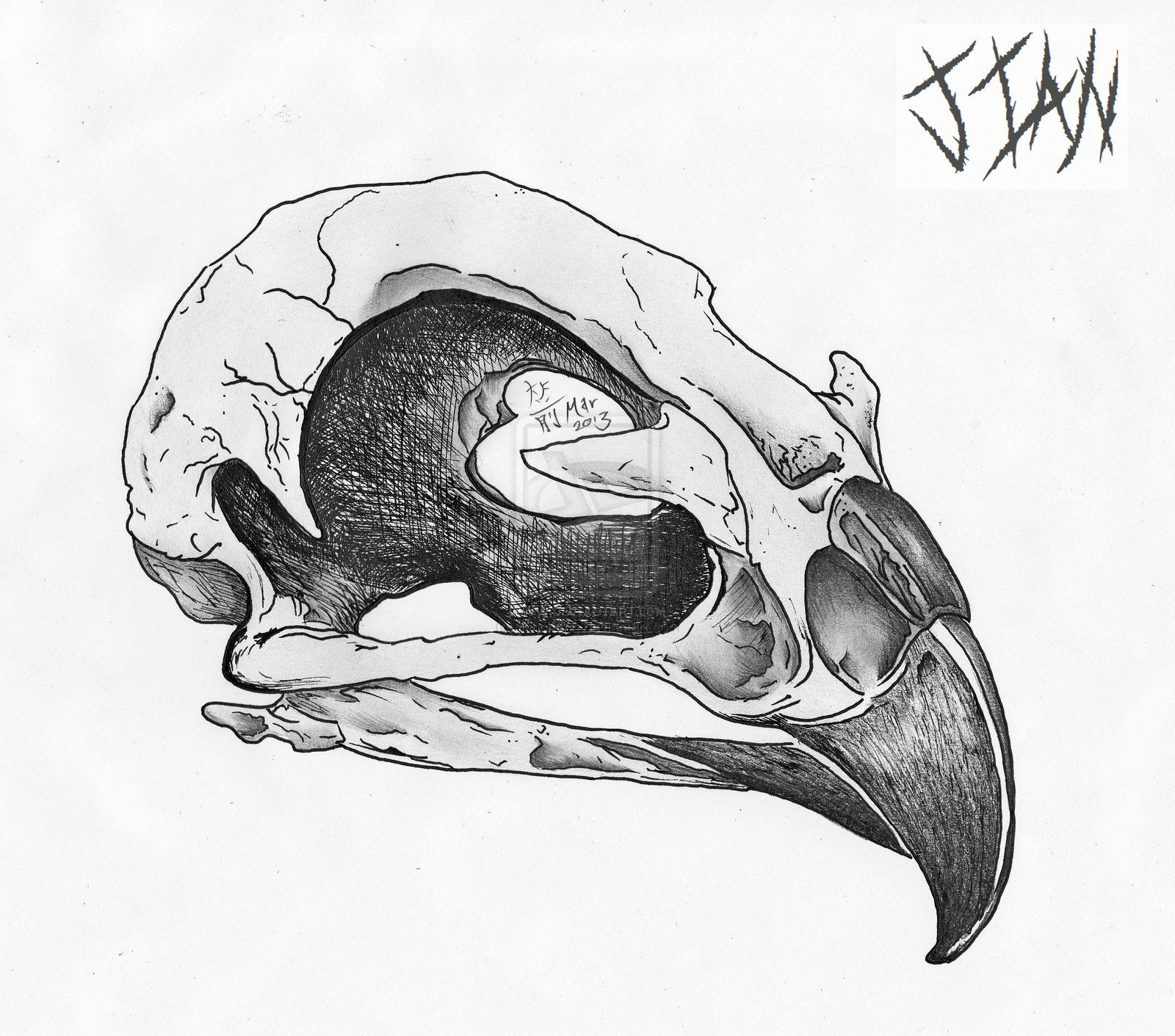 1600x1411 Bird Skull - Bird Skull Drawing