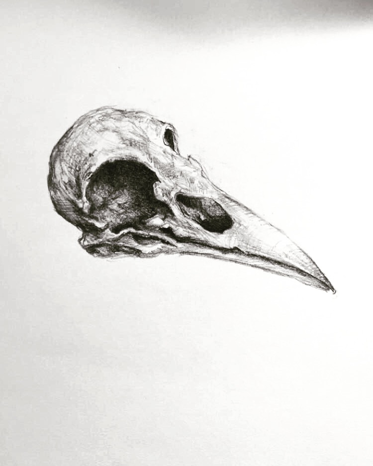 Bird Skull Drawing at Explore collection of Bird