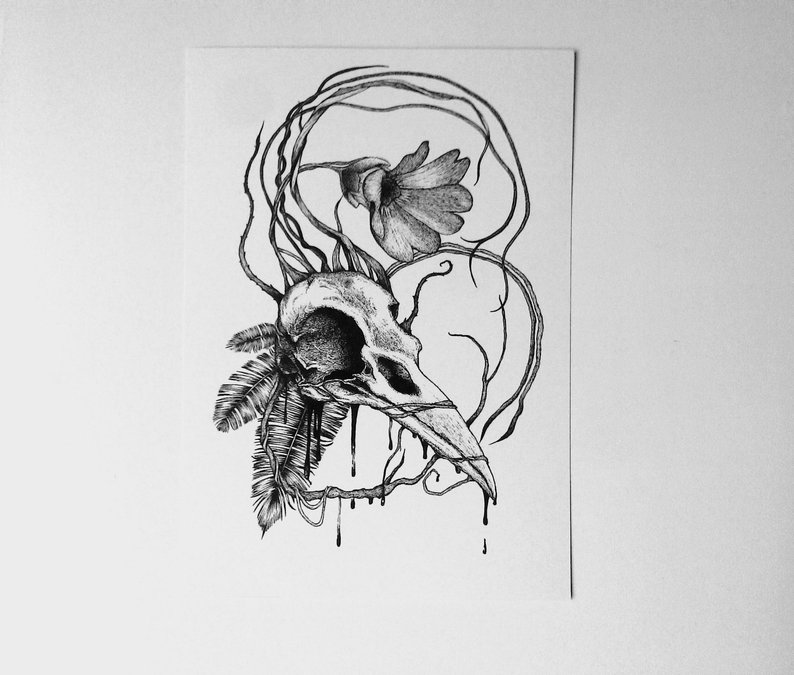 794x675 Bird Skull Art Gothic Naturalistic Drawing High Quality Etsy - Bird Skull Drawing