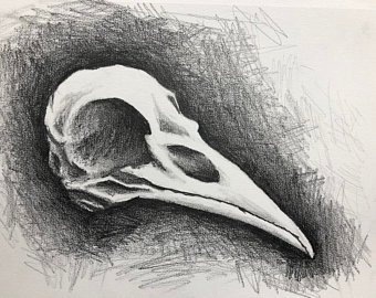 Bird Skull Drawing at PaintingValley.com | Explore collection of Bird ...