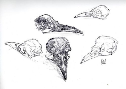 500x356 crow skull crow art in crow skull, skull art, anatomy tattoo - Bird Skull Drawing