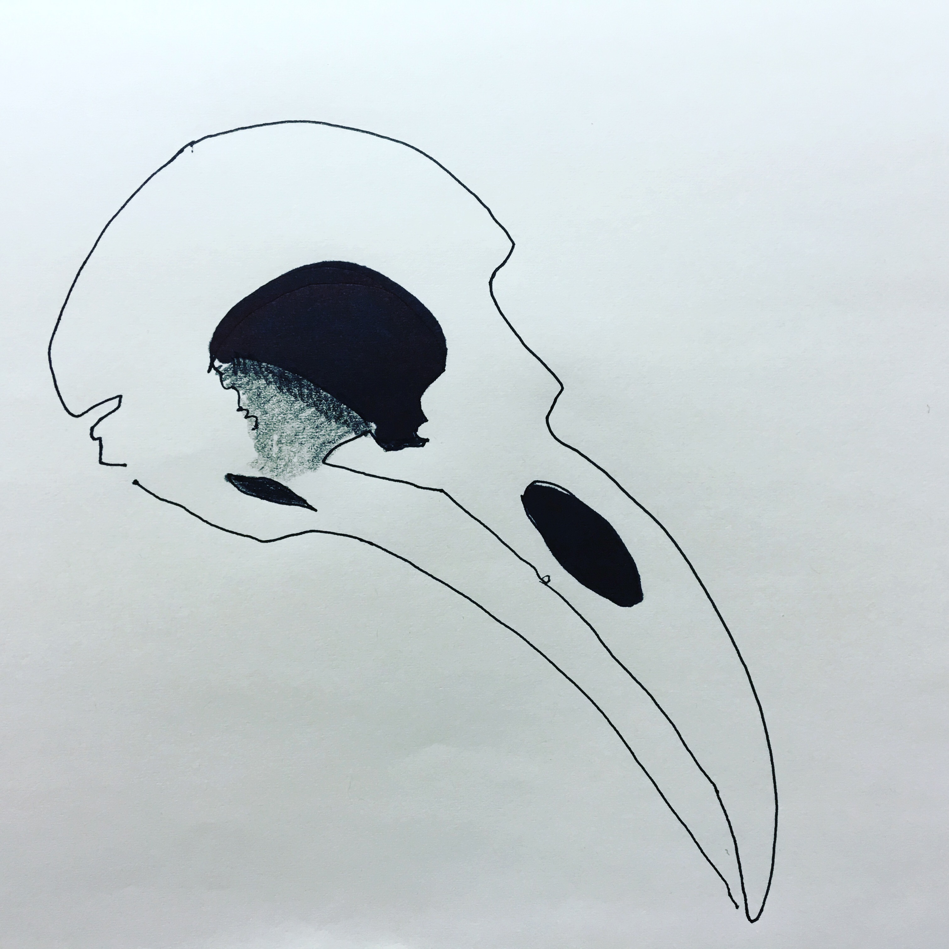 3021x3021 Draw A Bird - Bird Skull Drawing