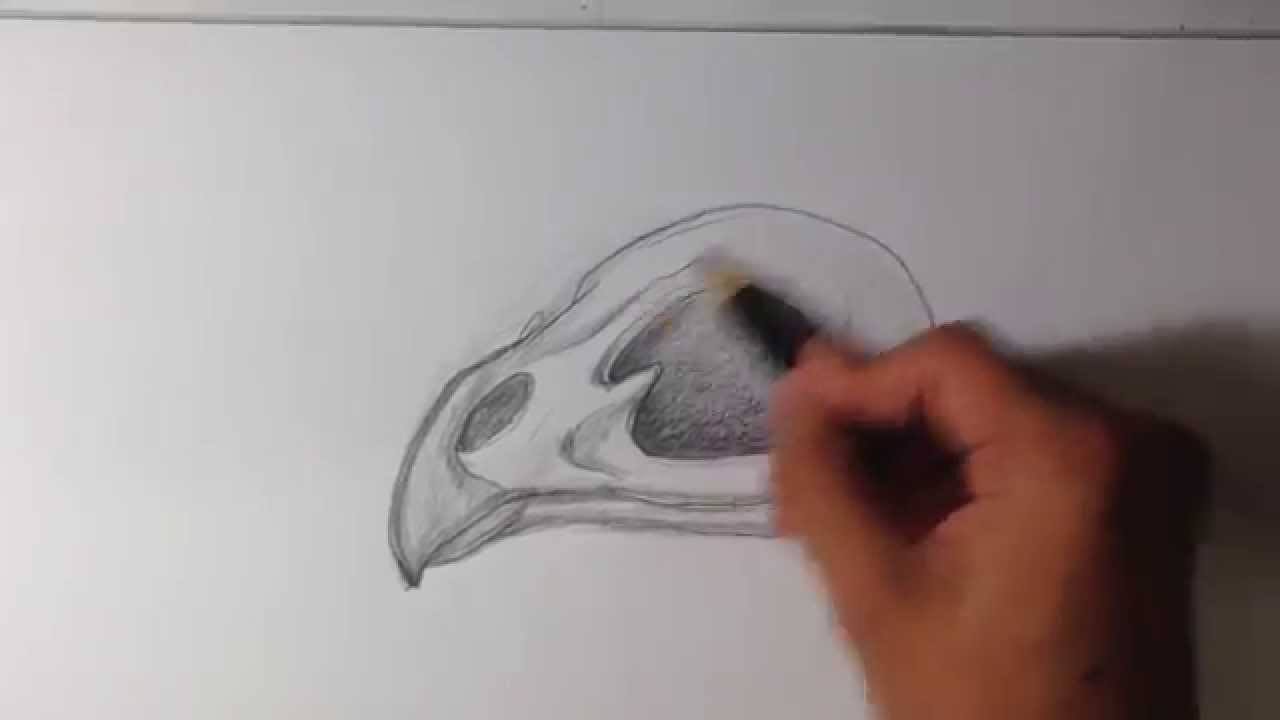 1280x720 How To Draw A Bird Skull - Bird Skull Drawing