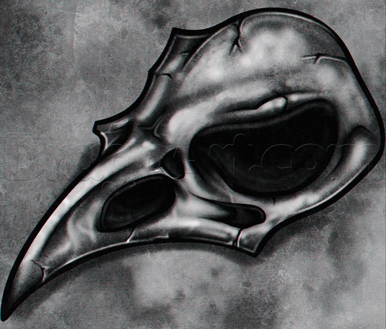 776x661 How To Draw A Crow Skull, Step - Bird Skull Drawing