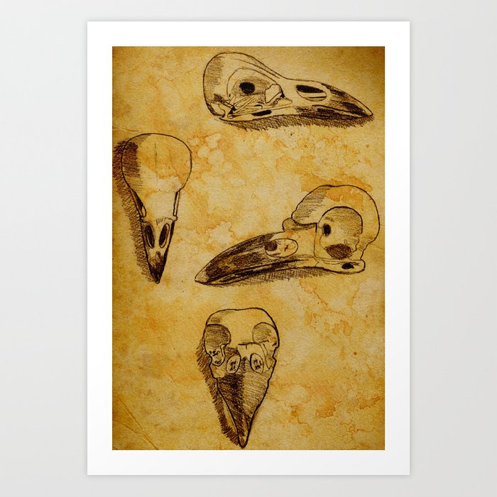 700x700 Magpie Bird Skull Drawing Art Print - Bird Skull Drawing