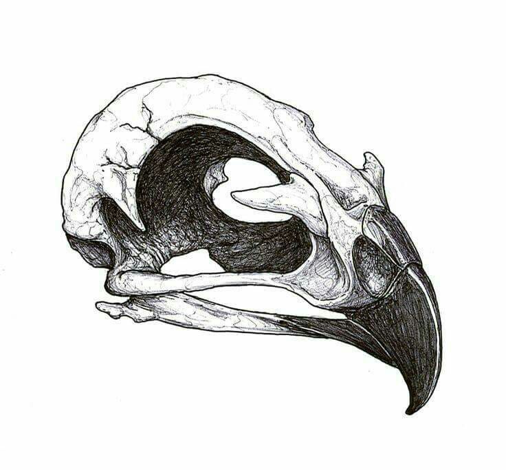 736x683 Lilyxritter Tattoo Animal Skull Tattoos, Skull - Bird Skull Drawing