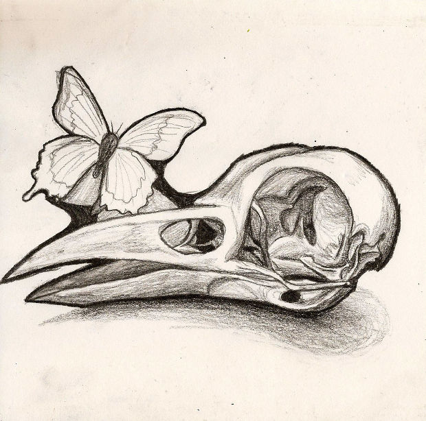 620x614 Bird Skull Drawing - Bird Skull Drawing