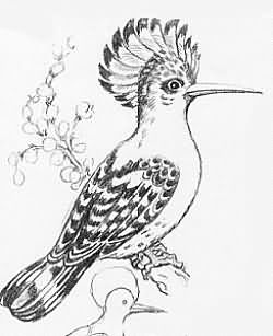 250x307 Bird Tattoo Drawing - Bird Tattoo Drawing