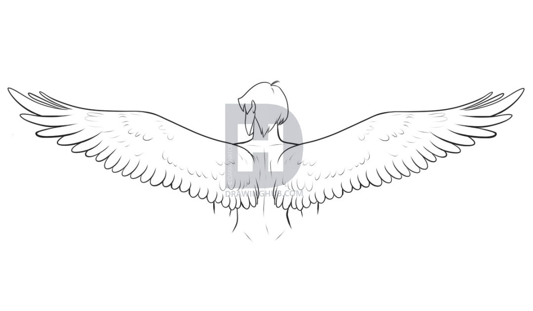 1080x631 Drawing Wings, Step - Bird Wings Drawing