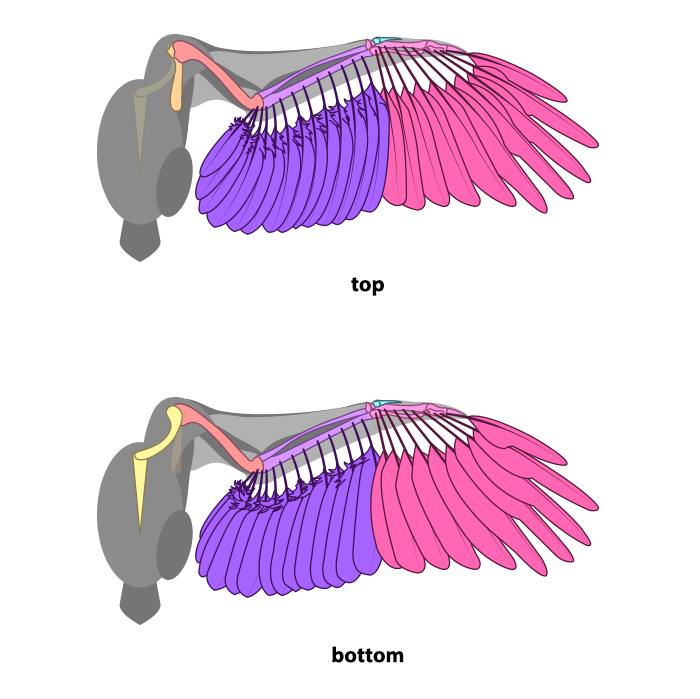 700x699 How To Draw And Animate Wings Birds, Bats, And More - Bird Wings Drawing