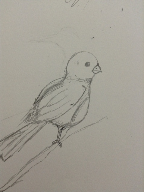 478x640 How To Paintdraw Birdswings - Bird Wings Drawing