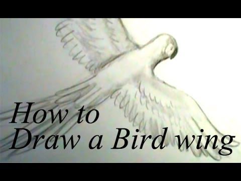 480x360 How To Draw A Bird Wing - Bird Wings Drawing