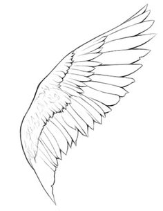 236x305 Best Creature Anatomy Wings Images Drawing Tutorials - Bird Wings Drawing