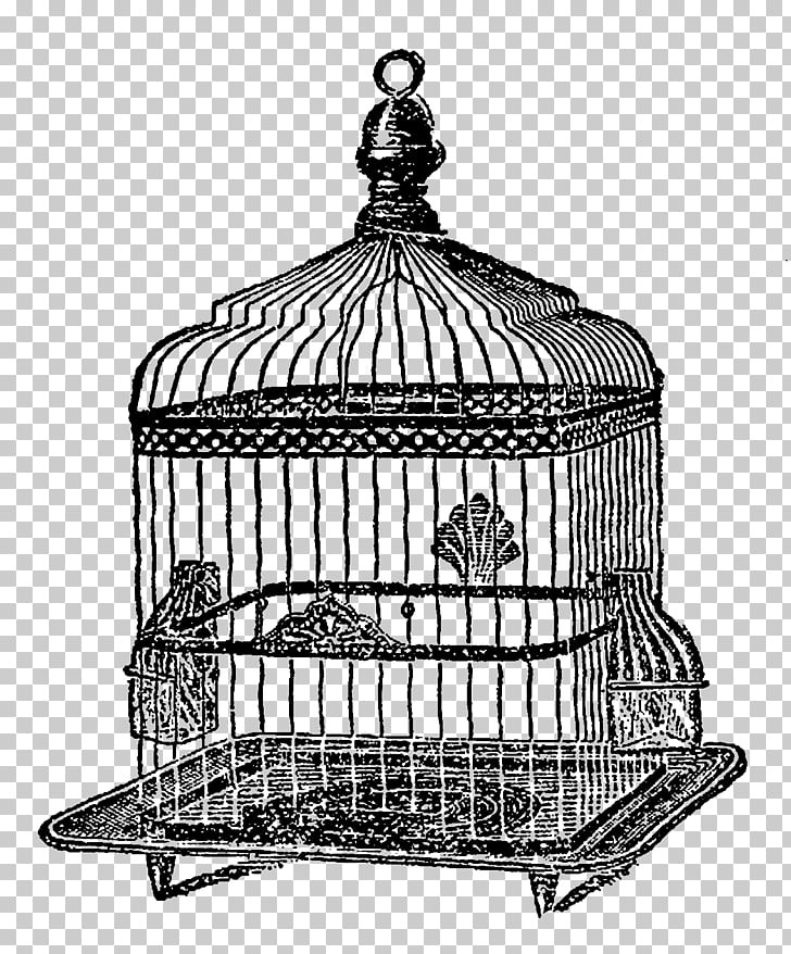 728x878 black and white drawing monochrome photography line art, birdcage - Birdcage Drawing