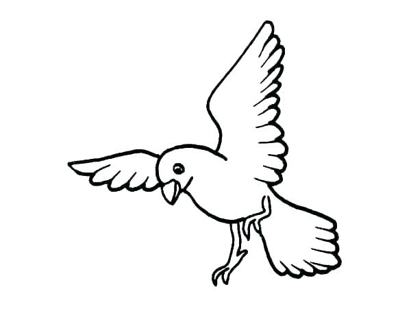 600x460 Coloring Pages For Adults Online Girls Kids Animals Blue Bird - Birds Drawing For Colouring