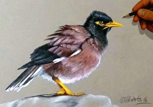 300x210 Colour Pencil Drawing Of Birds How To Draw A Bird With Colored - Birds Drawing For Colouring