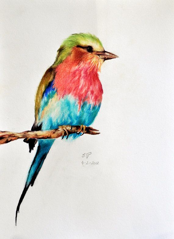 570x783 Exotic Bird Original Colored Pencil Drawing - Birds Drawing For Colouring