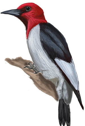 300x441 How To Draw A Woodpecker - Birds Drawing For Colouring