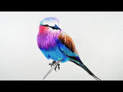 480x360 How To Draw A Bird - Birds Drawing For Colouring