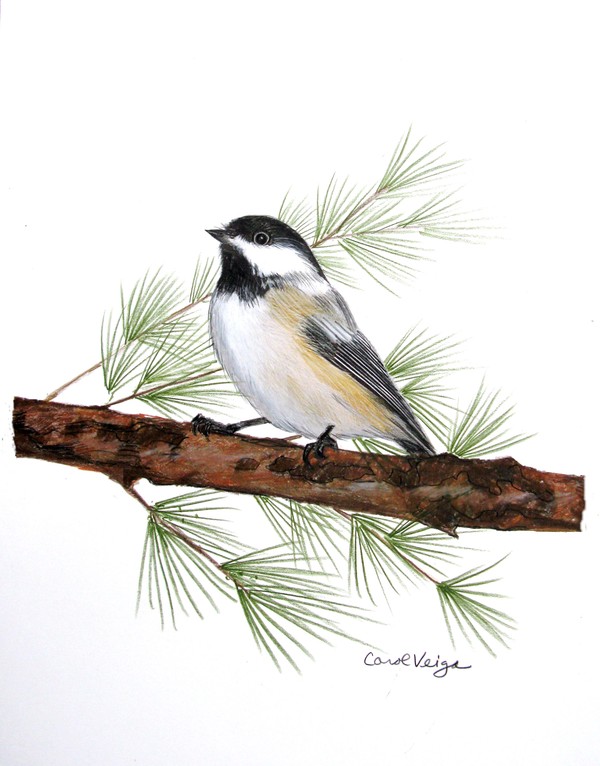 600x766 Beautiful Bird Drawings And Artworks From Around The World - Birds Drawing For Colouring