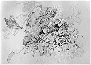 300x215 Birds Nest Drawings Pixels - Birds Nest Drawing