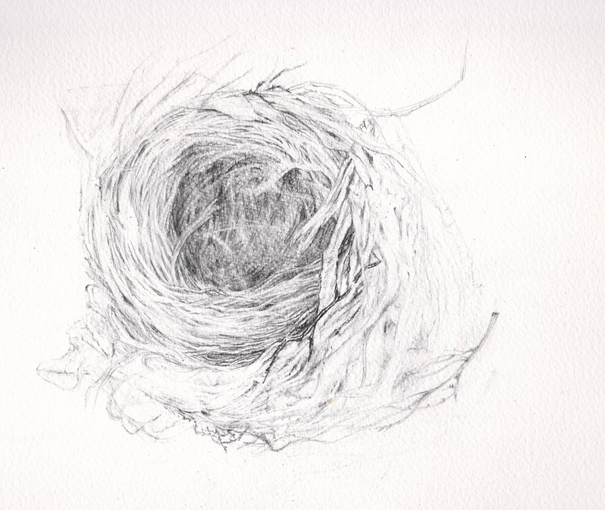 Birds Nest Drawing at Explore collection of Birds