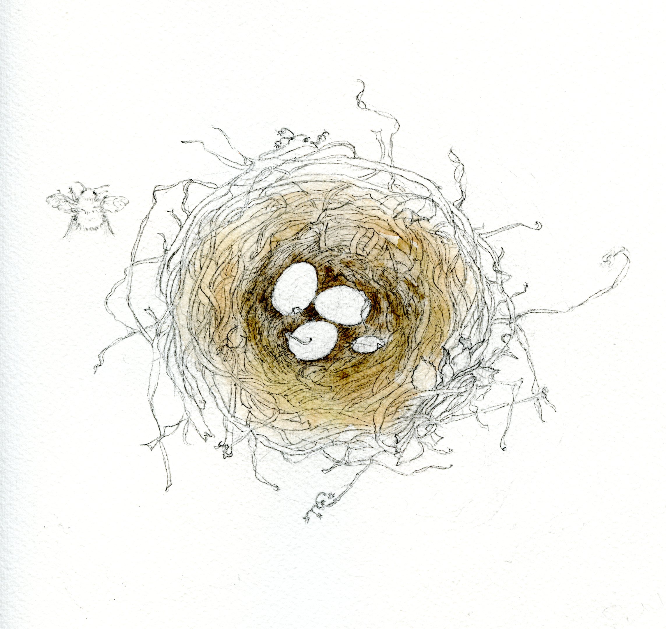 2286x2161 how to draw a bird's nest and add color - Birds Nest Drawing.