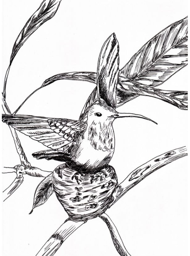 613x823 Hummingbird Bird Nest Black And White Original Art Aftcra - Birds Nest Drawing