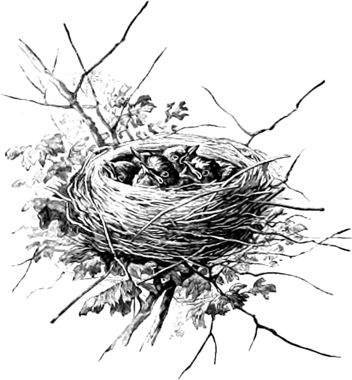 Birds Nest Drawing at PaintingValley.com | Explore collection of Birds