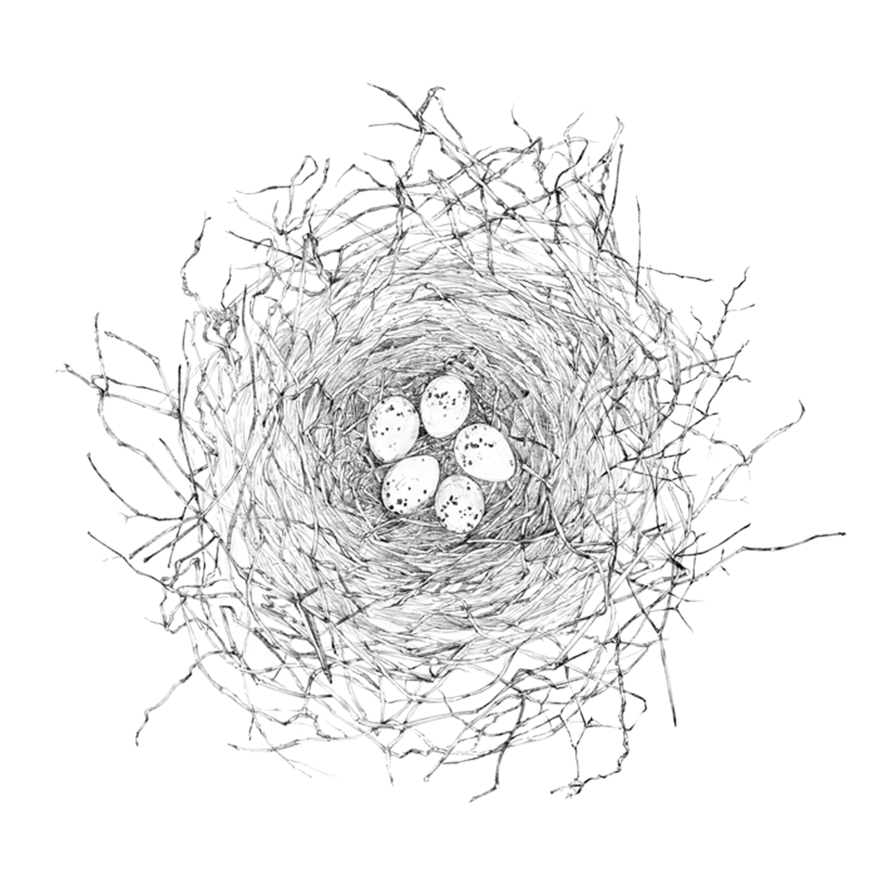 1280x1280 Bird Drawings Tumblr F - Birds Nest Drawing. 