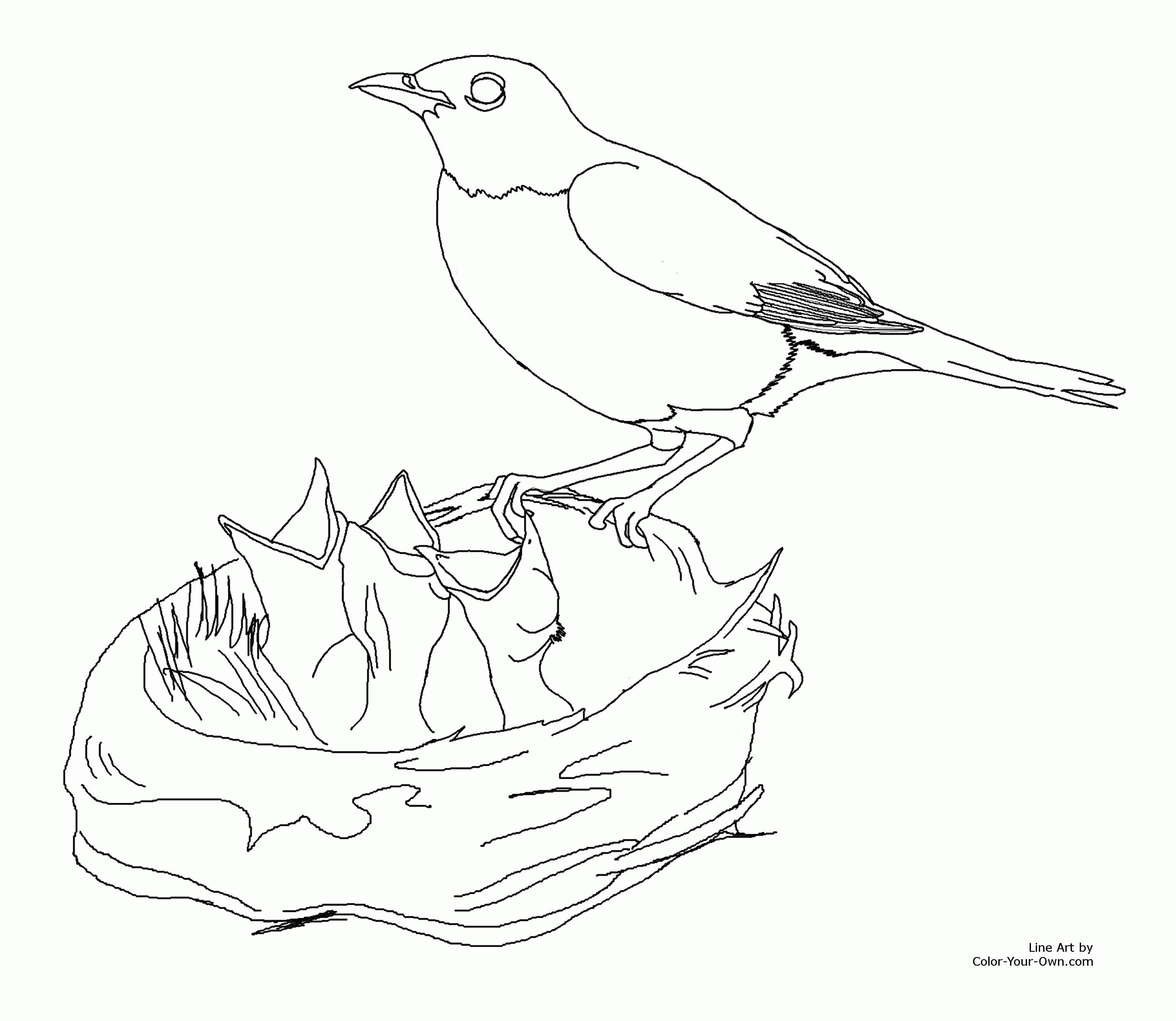 2700x2344 Bird Nest Coloring New Birds Nest Drawing At Getdrawings - Birds Nest Drawing